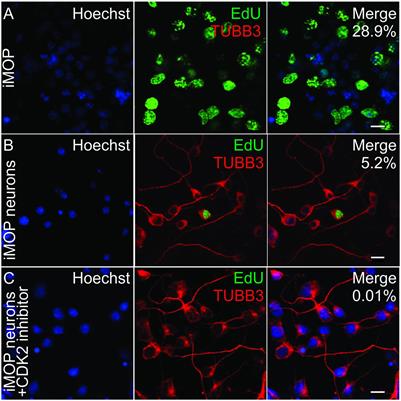 Single-Cell Fluorescence Analysis of Pseudotemporal Ordered Cells Provides Protein Expression Dynamics for Neuronal Differentiation